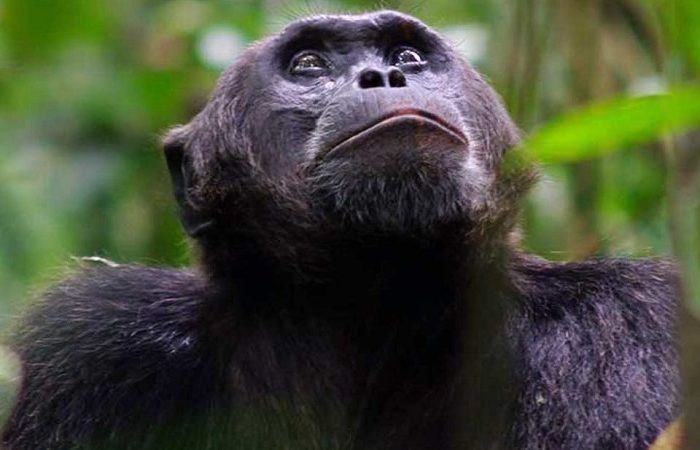chimpanzee spotted on a 12-Day Uganda Gorillas, Chimps and Wildlife Safari