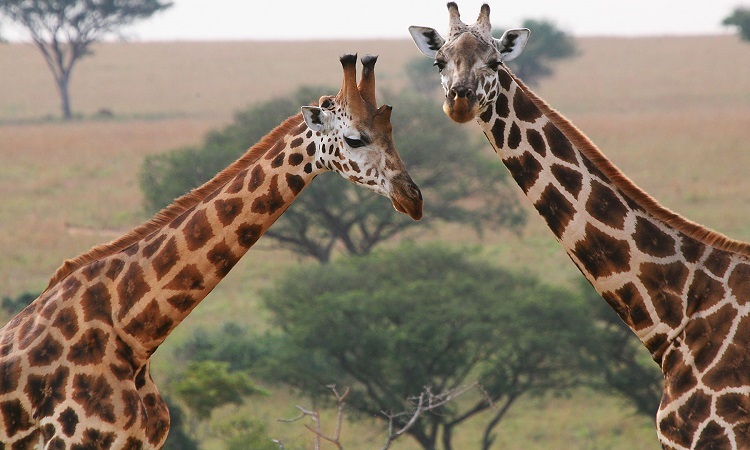 giraffes on a 6-day remarkable Wildlife & gorilla trekking uganda safari