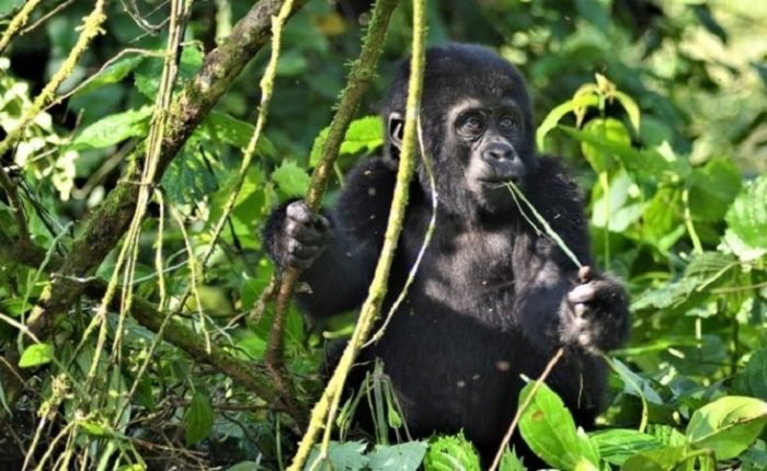 6 Days Gorilla and Chimpanzee Safari in Uganda