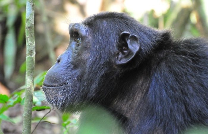 chimpimpanzee on a 7-Day gorilla trekking wildlife and chimps safari
