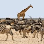 12 Days Arusha Tarangire Safari