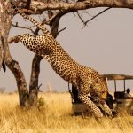 5 Days Rwanda Gorillas and Akagera Wildlife Safari