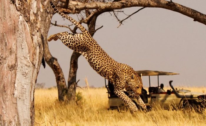 5 Days Rwanda Gorillas and Akagera Wildlife Safari