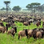 4 Days Serengeti and Ngorongoro Crater Safari